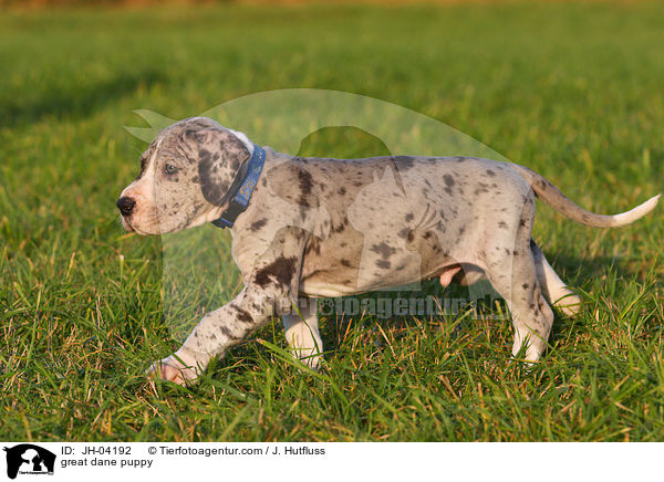 Dogge Welpe / great dane puppy / JH-04192