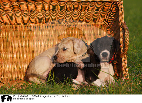 Deutsche Dogge Welpen / great dane puppies / JH-04187