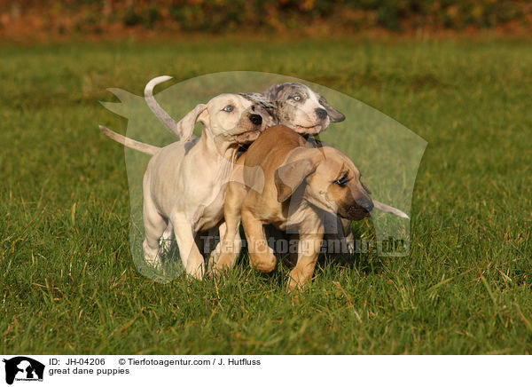 Deutsche Dogge Welpen / great dane puppies / JH-04206