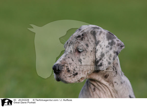 Deutsche Dogge Portrait / Great Dane Portrait / JH-04228