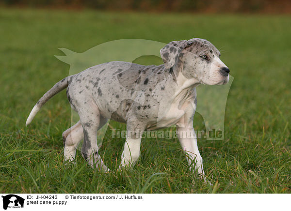 Dogge Welpe / great dane puppy / JH-04243