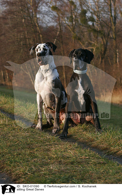 sitzende Deutsche Doggen / sitting Great Danes / SKO-01090