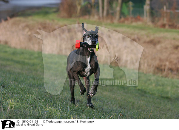 spielende Deutsche Dogge / playing Great Dane / SKO-01103