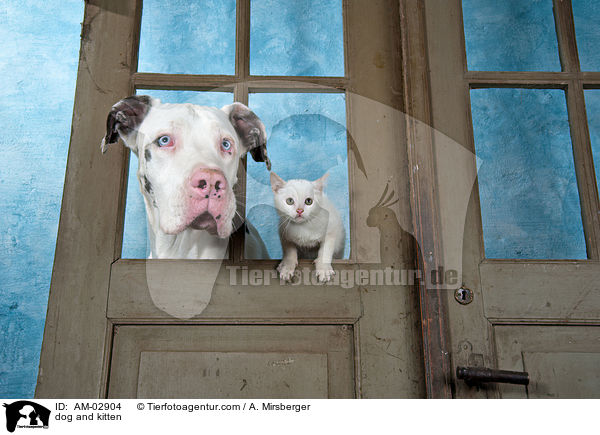 dog and kitten / AM-02904