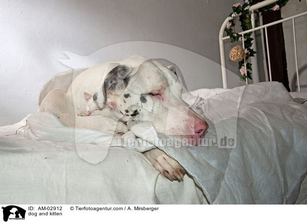 dog and kitten / AM-02912