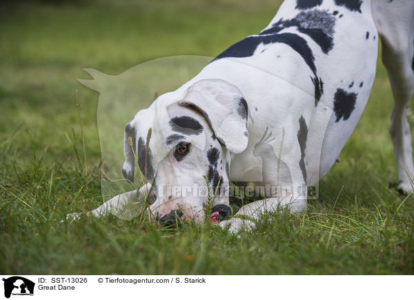 Deutsche Dogge / Great Dane / SST-13026