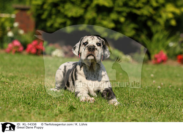 Deutsche Dogge Welpe / Great Dane Puppy / KL-14336