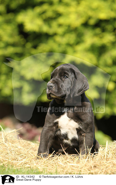 Deutsche Dogge Welpe / Great Dane Puppy / KL-14342