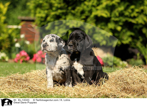Deutsche Dogge Welpen / Great Dane Puppies / KL-14343