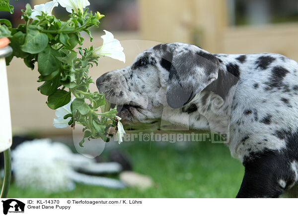 Deutsche Dogge Welpe / Great Dane Puppy / KL-14370