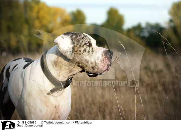 Deutsche Dogge Portrait / Great Dane portrait / BS-05689