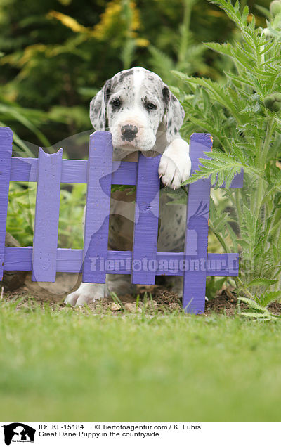 Great Dane Puppy in the countryside / KL-15184