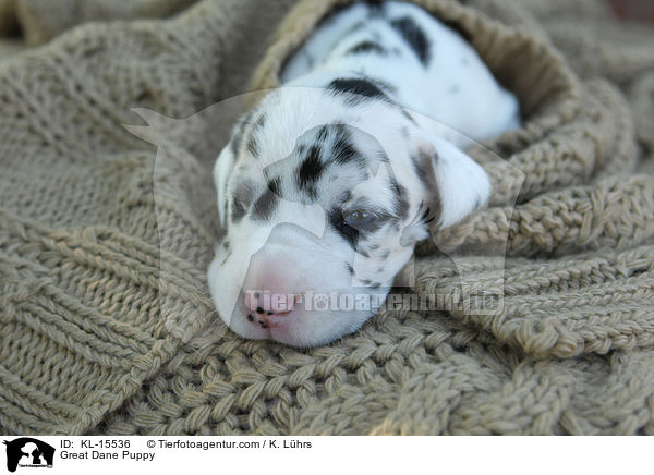 Deutsche Dogge Welpe / Great Dane Puppy / KL-15536