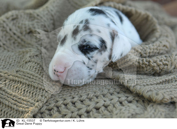 Deutsche Dogge Welpe / Great Dane Puppy / KL-15537