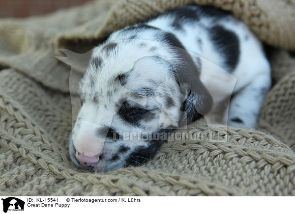 Deutsche Dogge Welpe / Great Dane Puppy / KL-15541