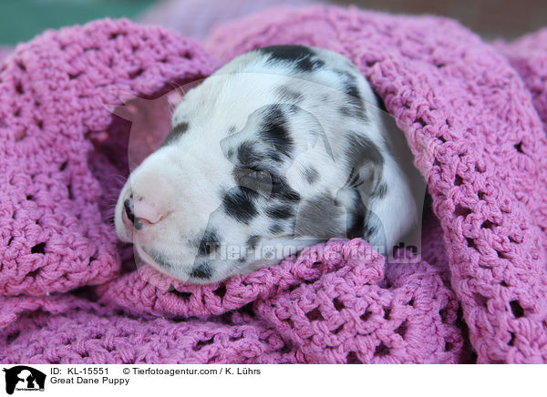 Deutsche Dogge Welpe / Great Dane Puppy / KL-15551