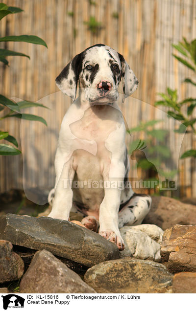 Great Dane Puppy / KL-15816