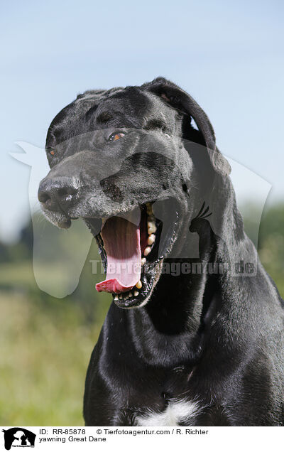 ghnende Deutsche Dogge / yawning Great Dane / RR-85878