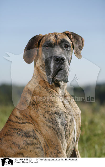 Deutsche Dogge Portrait / Great Dane Portrait / RR-85892