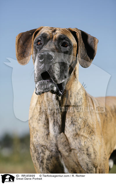 Deutsche Dogge Portrait / Great Dane Portrait / RR-85899