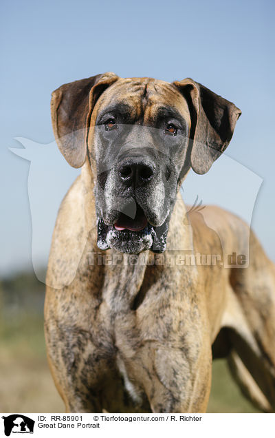 Deutsche Dogge Portrait / Great Dane Portrait / RR-85901