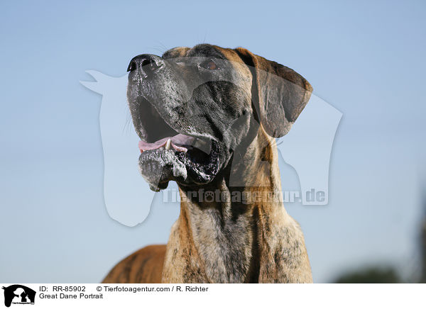 Deutsche Dogge Portrait / Great Dane Portrait / RR-85902