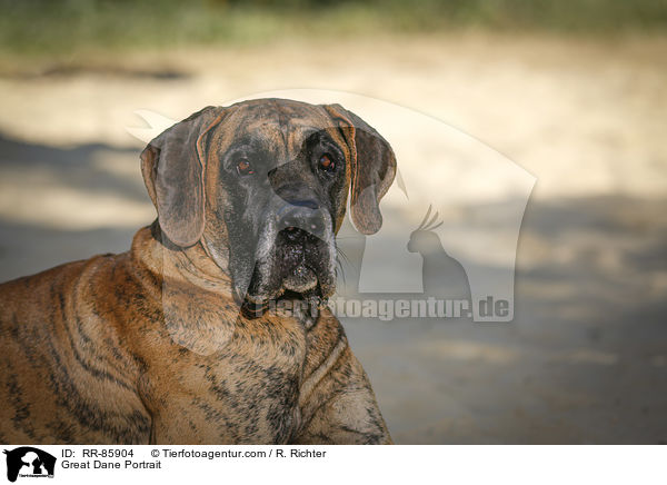 Deutsche Dogge Portrait / Great Dane Portrait / RR-85904