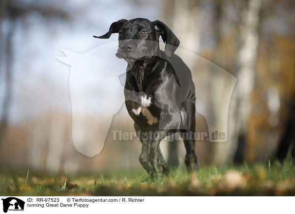 running Great Dane Puppy / RR-97523
