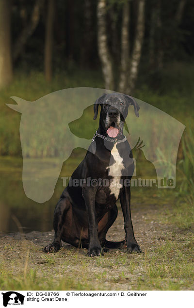 sitzende Deutsche Dogge / sitting Great Dane / DG-08766