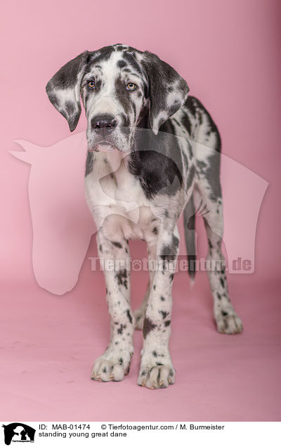 standing young great dane / MAB-01474