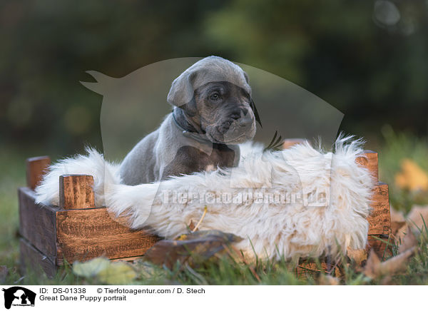 Great Dane Puppy portrait / DS-01338