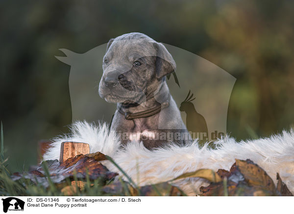 Great Dane Puppy portrait / DS-01346