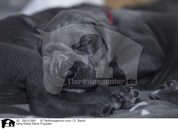 lying Great Dane Puppies / DS-01360