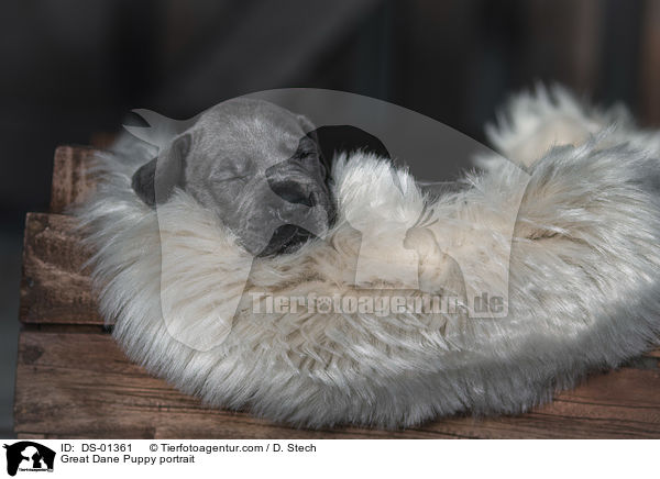 Great Dane Puppy portrait / DS-01361