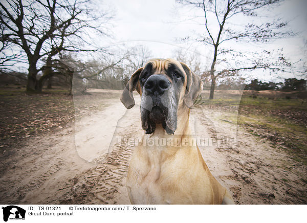 Deutsche Dogge Portrait / Great Dane portrait / TS-01321
