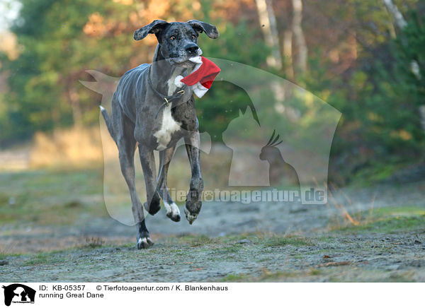 rennende Deutsche Dogge / running Great Dane / KB-05357
