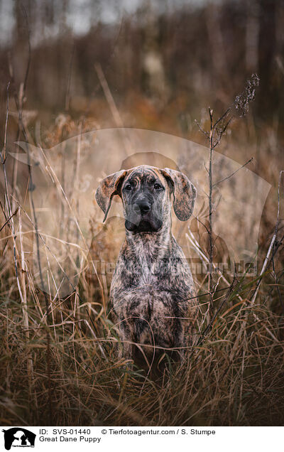 Deutsche Dogge Welpe / Great Dane Puppy / SVS-01440