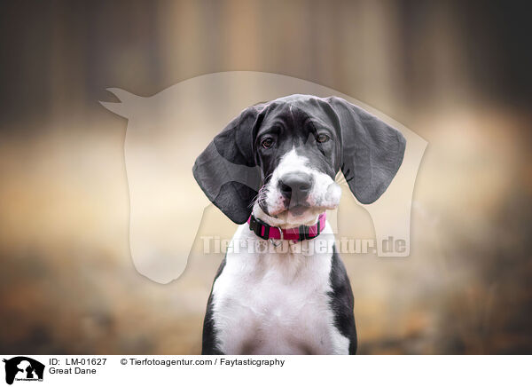 Deutsche Dogge / Great Dane / LM-01627