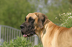 great dane puppy portrait