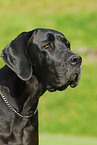 Great Dane Portrait