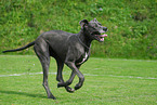 running Great Dane