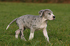 great dane puppy