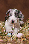 lying Great Dane Puppy