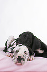 Great Dane Puppies