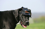 Great Dane Portrait