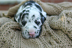 Great Dane Puppy