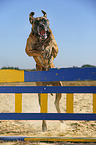 jumping Great Dane