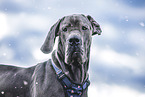 Great Dane