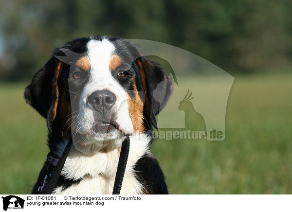 junger Groer Schweizer Sennenhund / young greater swiss mountain dog / IF-01061