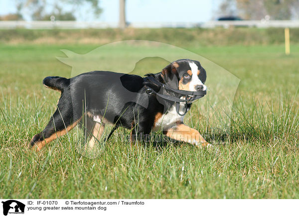 junger Groer Schweizer Sennenhund / young greater swiss mountain dog / IF-01070